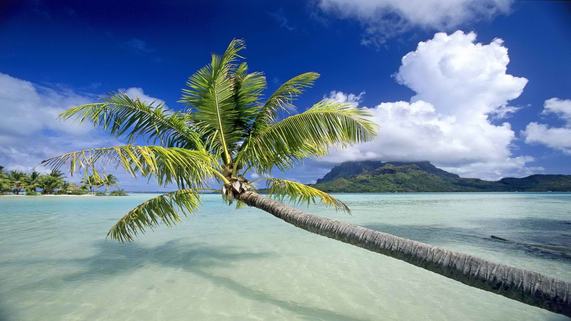 Tropical Wallpaper 1920x1080