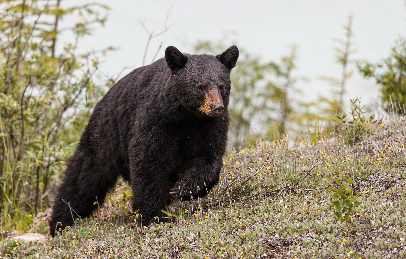 Wallpaper summer, nature, North American Black Bear image for desktop, section животные
