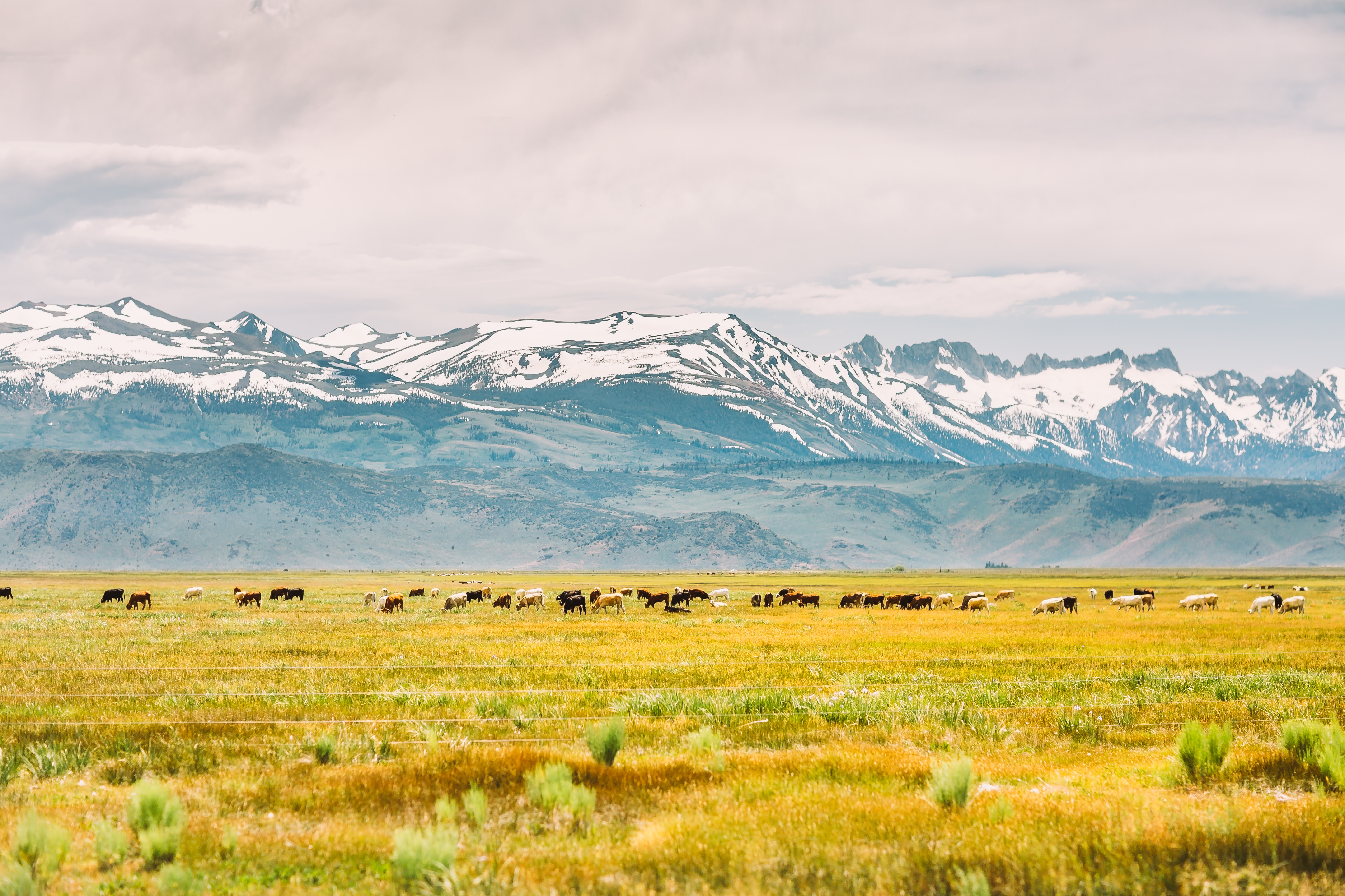 5667x3778 united state, forest, snow, cows, mountain, natural, summer, nature, usa, grass, peak, wilderness, summit, field, californium, north america, clouds, wild, animal, mountains, Free image Gallery HD Wallpaper