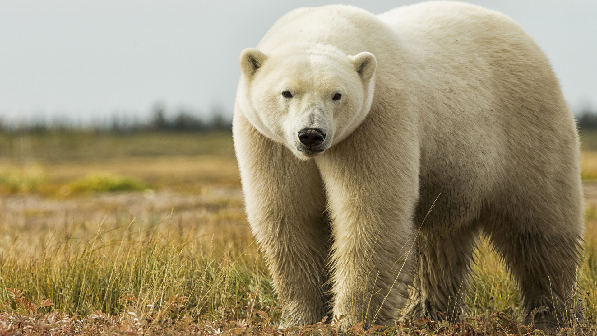 Polar Summer On The South Coasts Of Hudson Bay Polar Bear