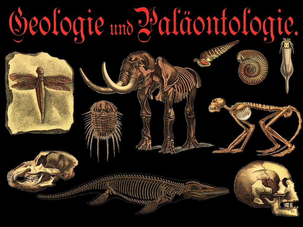 Paleontology Image PNG