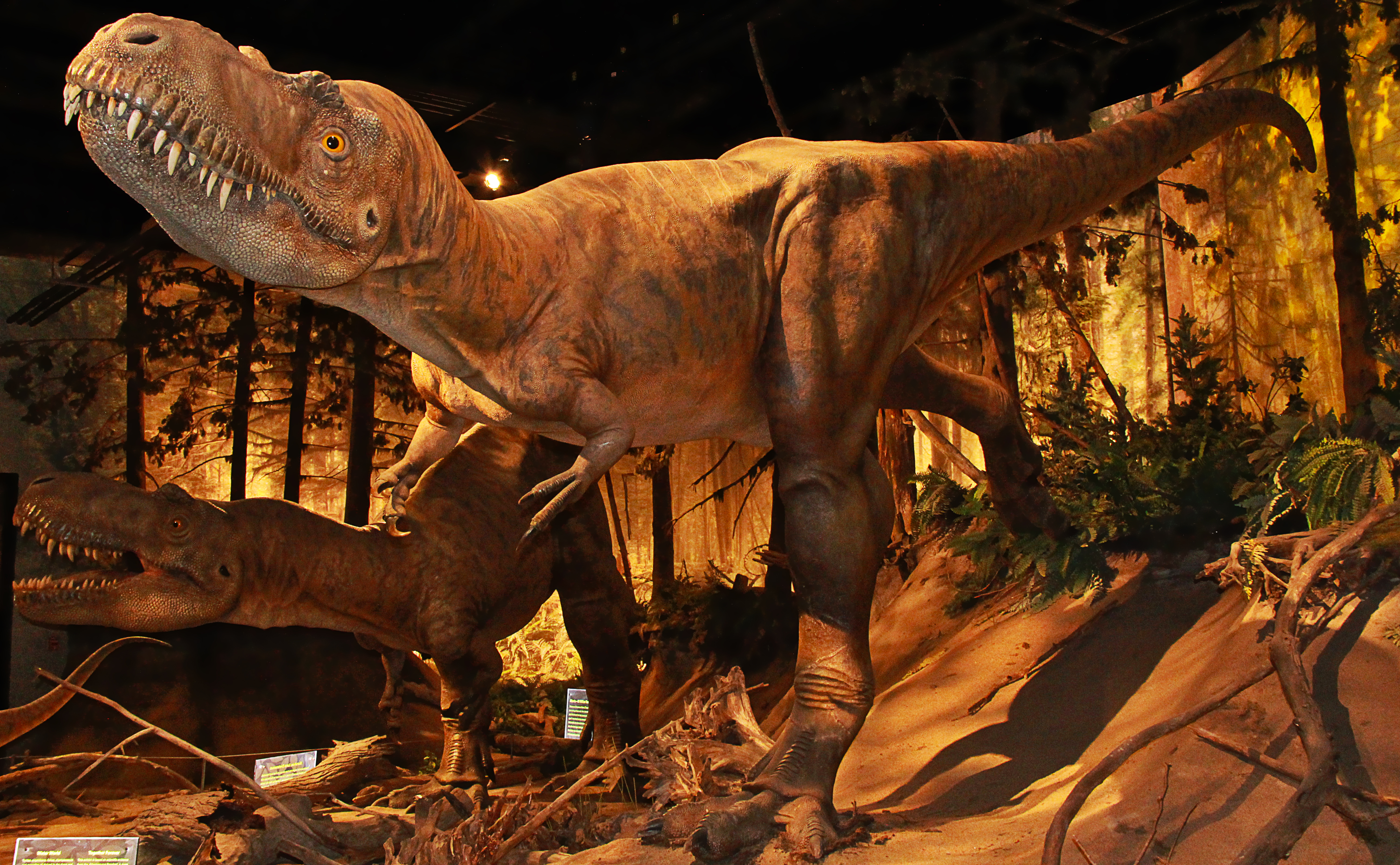 Wallpaper, light, shadow, ART, museum, Canon, display, Earth, exhibit, paleontology, foliage, 1001nights, prehistoric, archeology, lizards, dinosaurs, extinct, trex, fossils, tyranosaurusrex, davidsmith, royaltyrellmuseum, drumhelleralberta