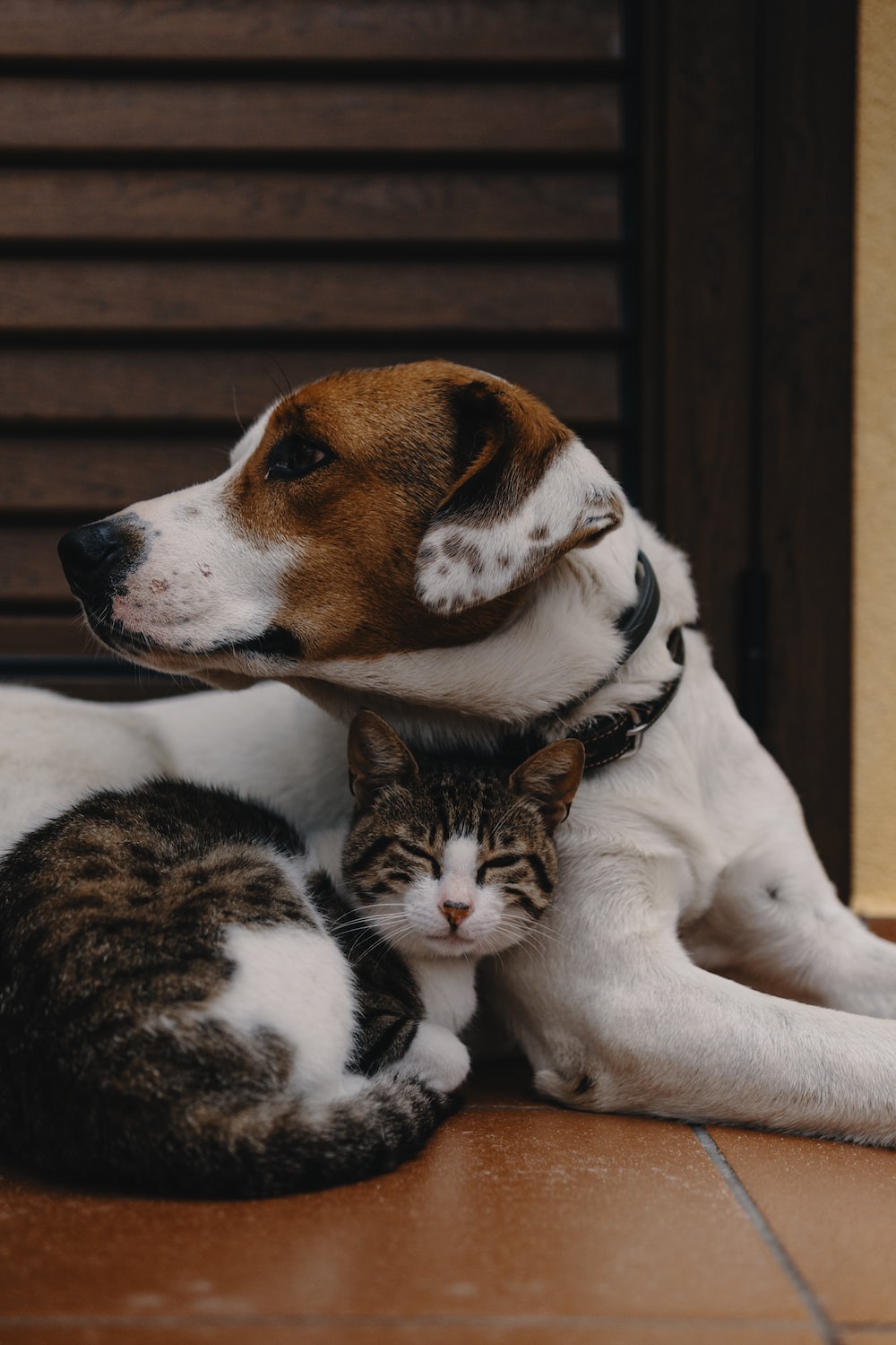 [HQ] Cat And Dog Picture. Download Free Image