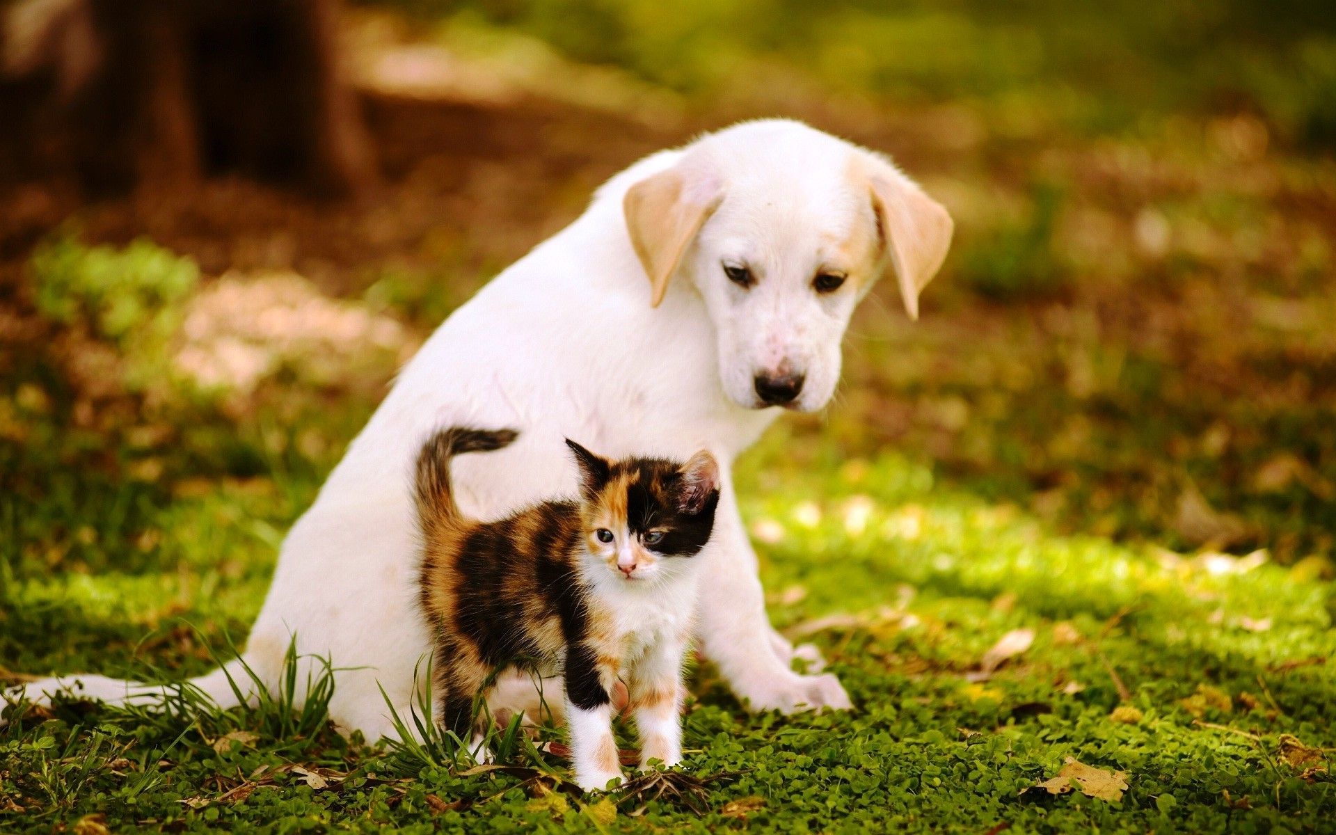 Cute Cats and Dogs Wallpaper