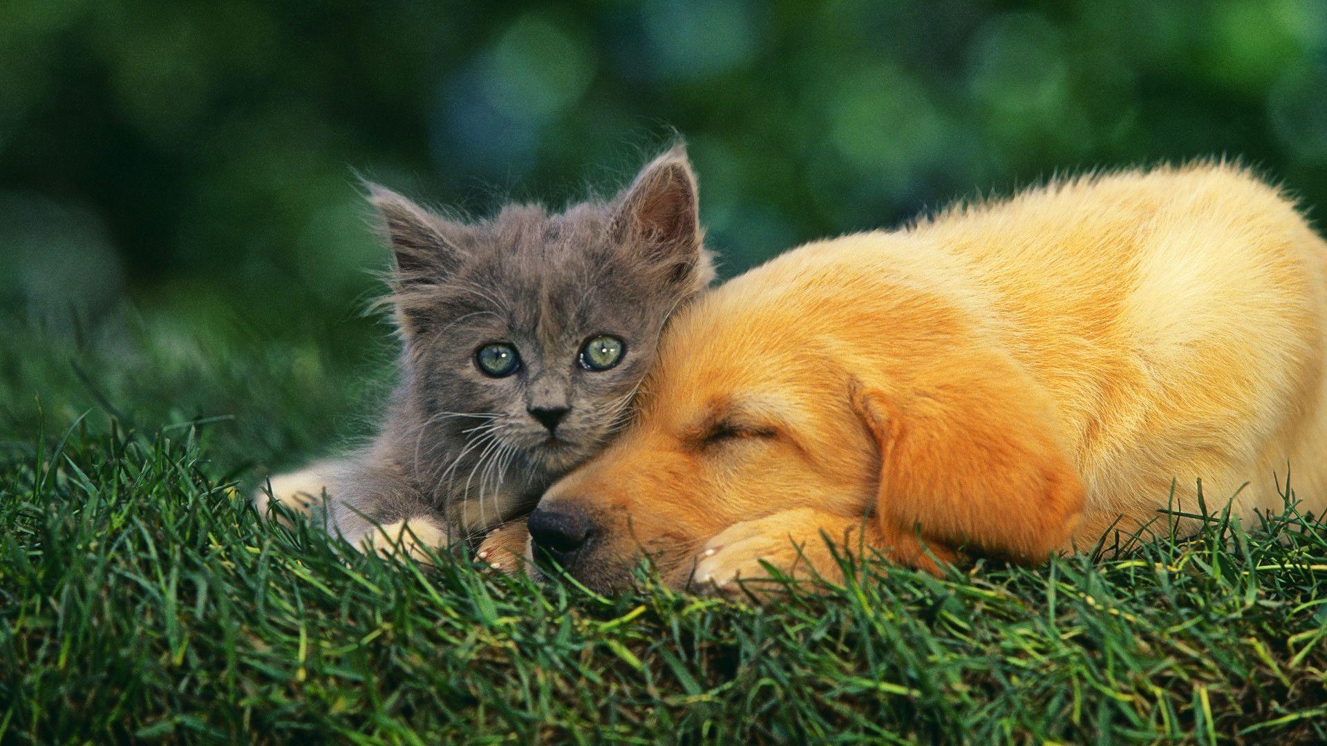 Cat And Dogs Wallpaper