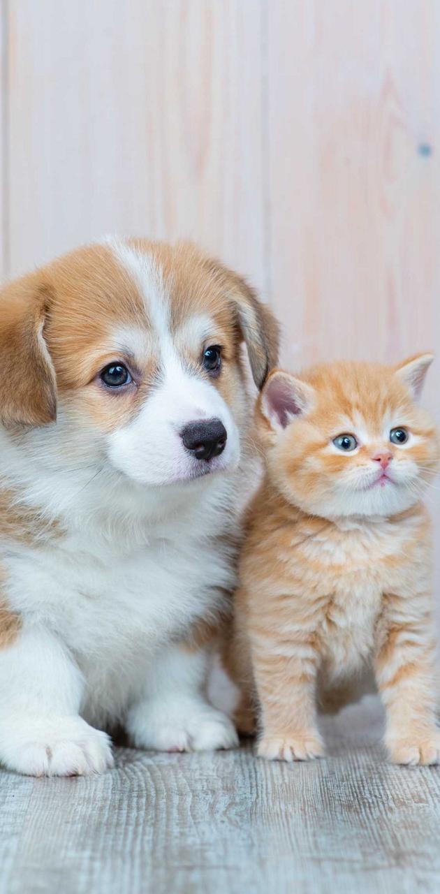 Dog and cat wallpaper