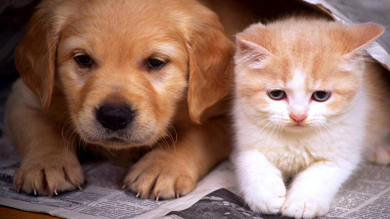 Cute Dog And Cat Wallpaper HD / Desktop and Mobile Background