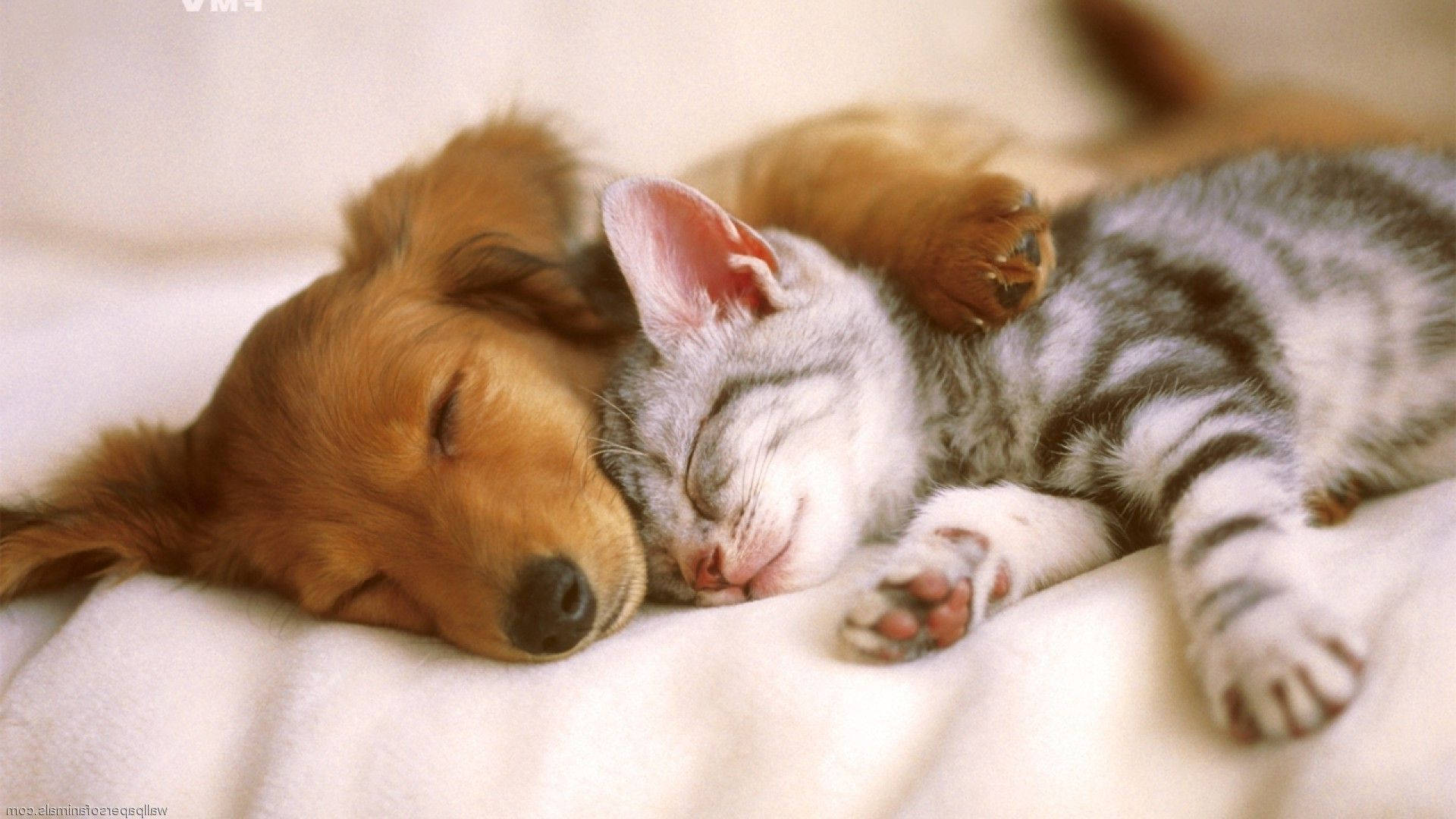 Download Cute Dog Sleeping Cat Wallpaper