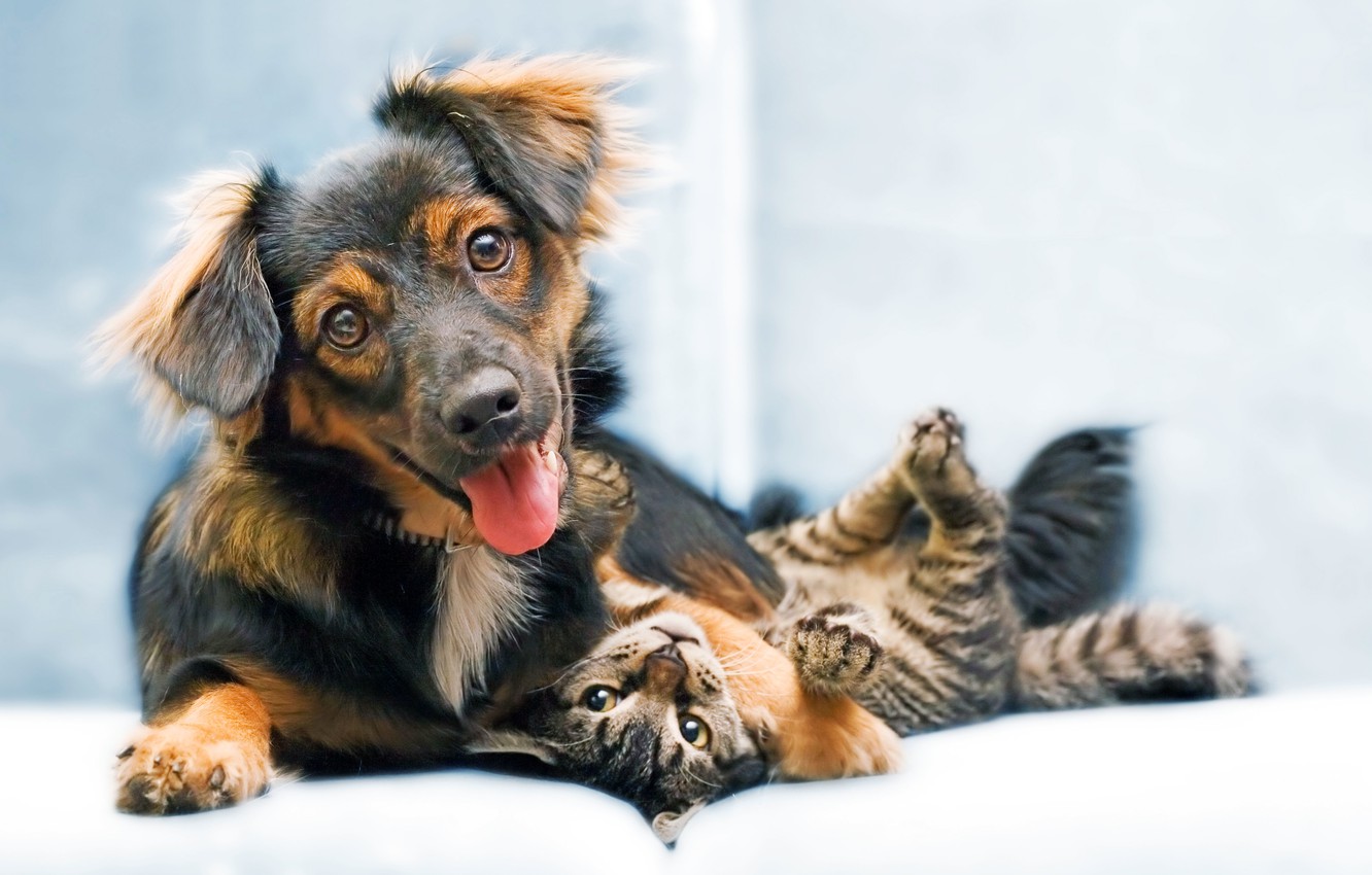 Wallpaper Dog, puppy, cat, animal, sweet, funny, snout image for desktop, section животные