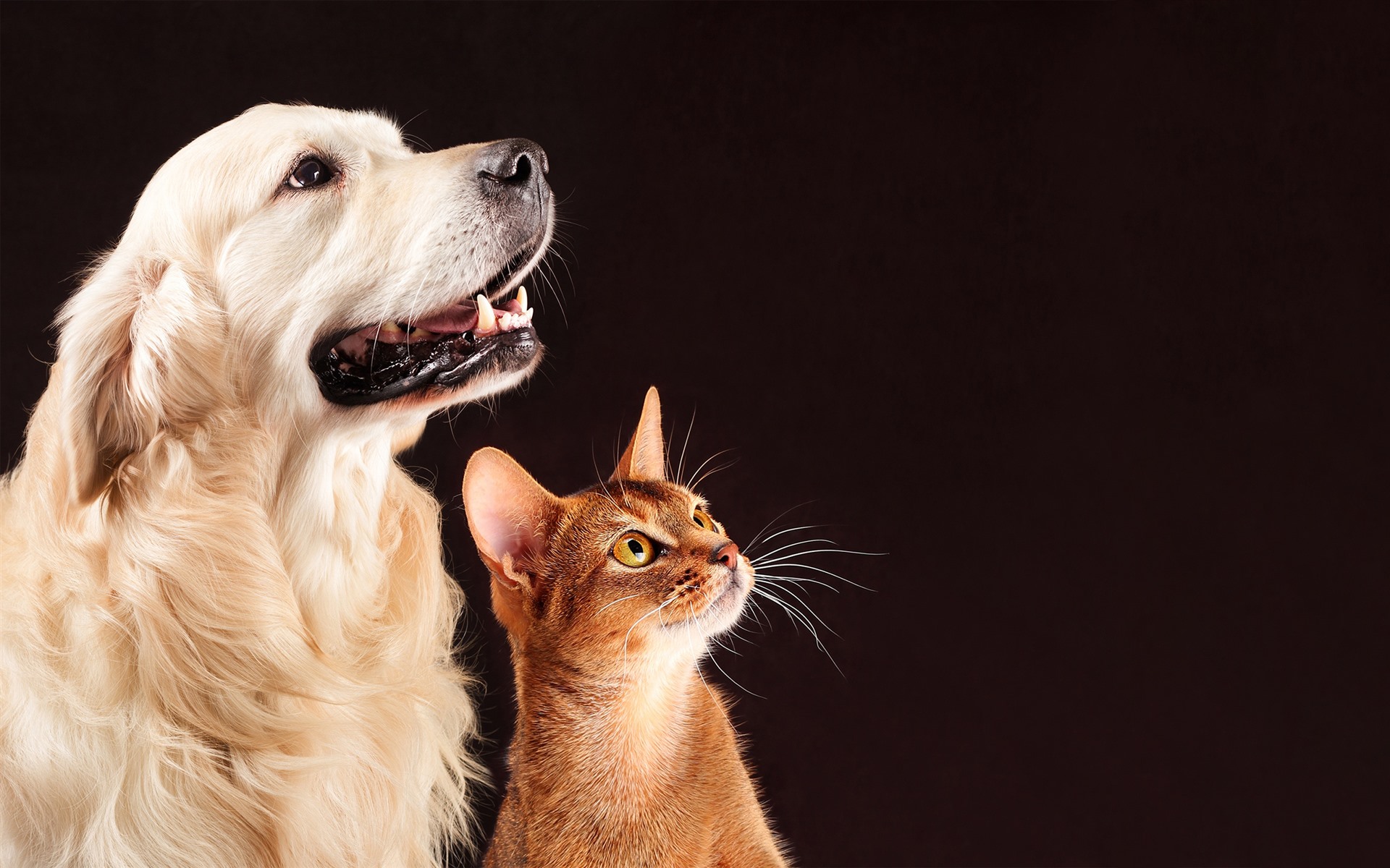 Wallpaper Dog and cat, friends, pets 2560x1600 HD Picture, Image