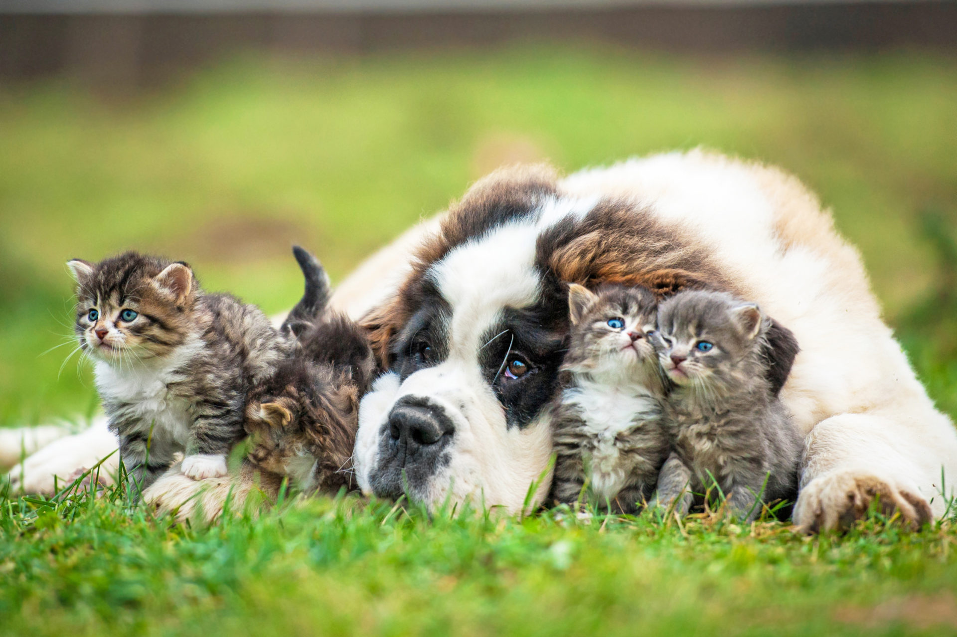My Cats & Dogs HD Wallpaper New Tab Theme