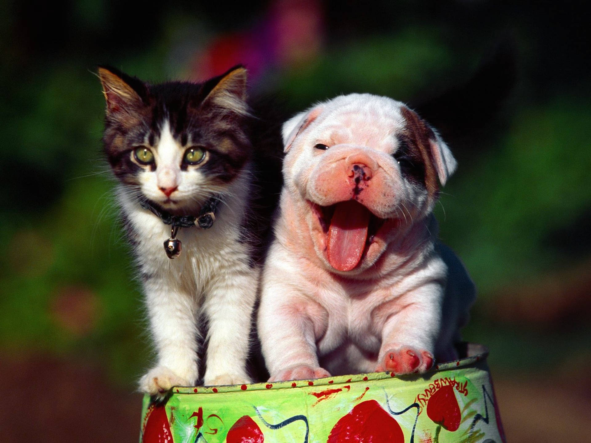 Download Smiling Dog And Cat Wallpaper