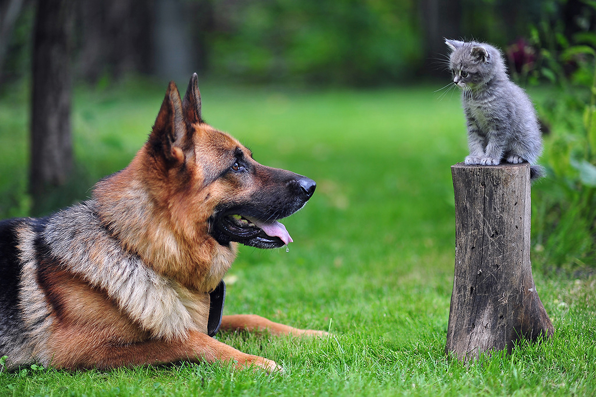 Cat & Dog HD Wallpaper and Background