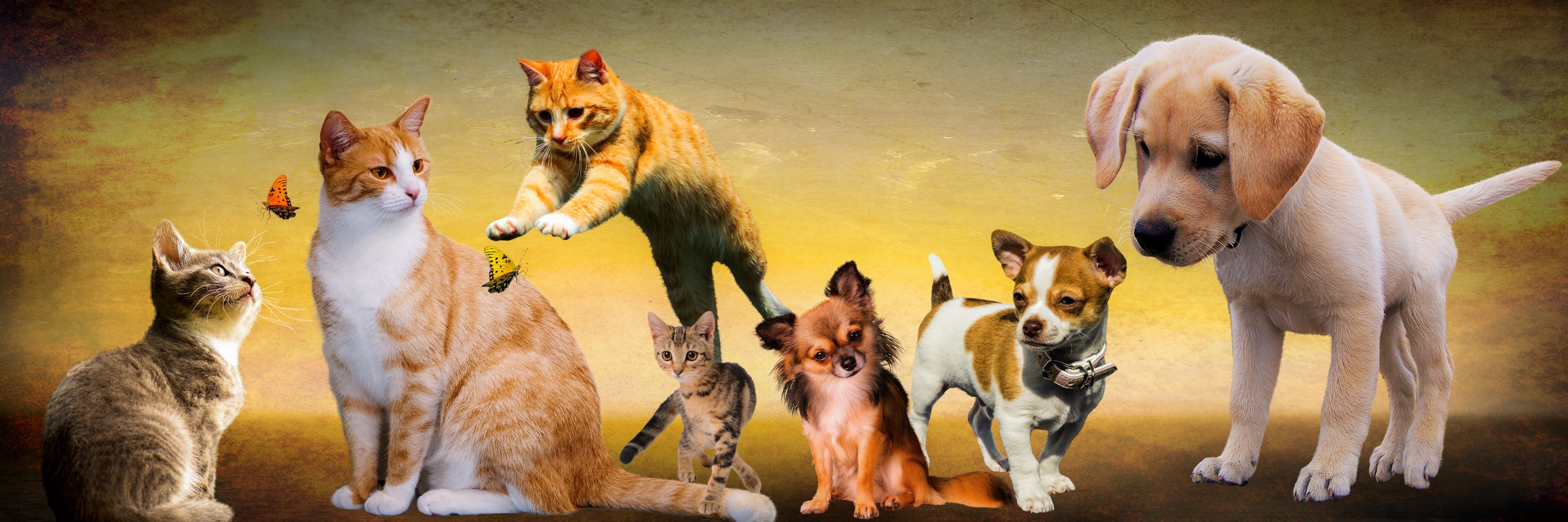 Wallpaper / animals dogs cat play young animals puppy jump 4k wallpaper free download