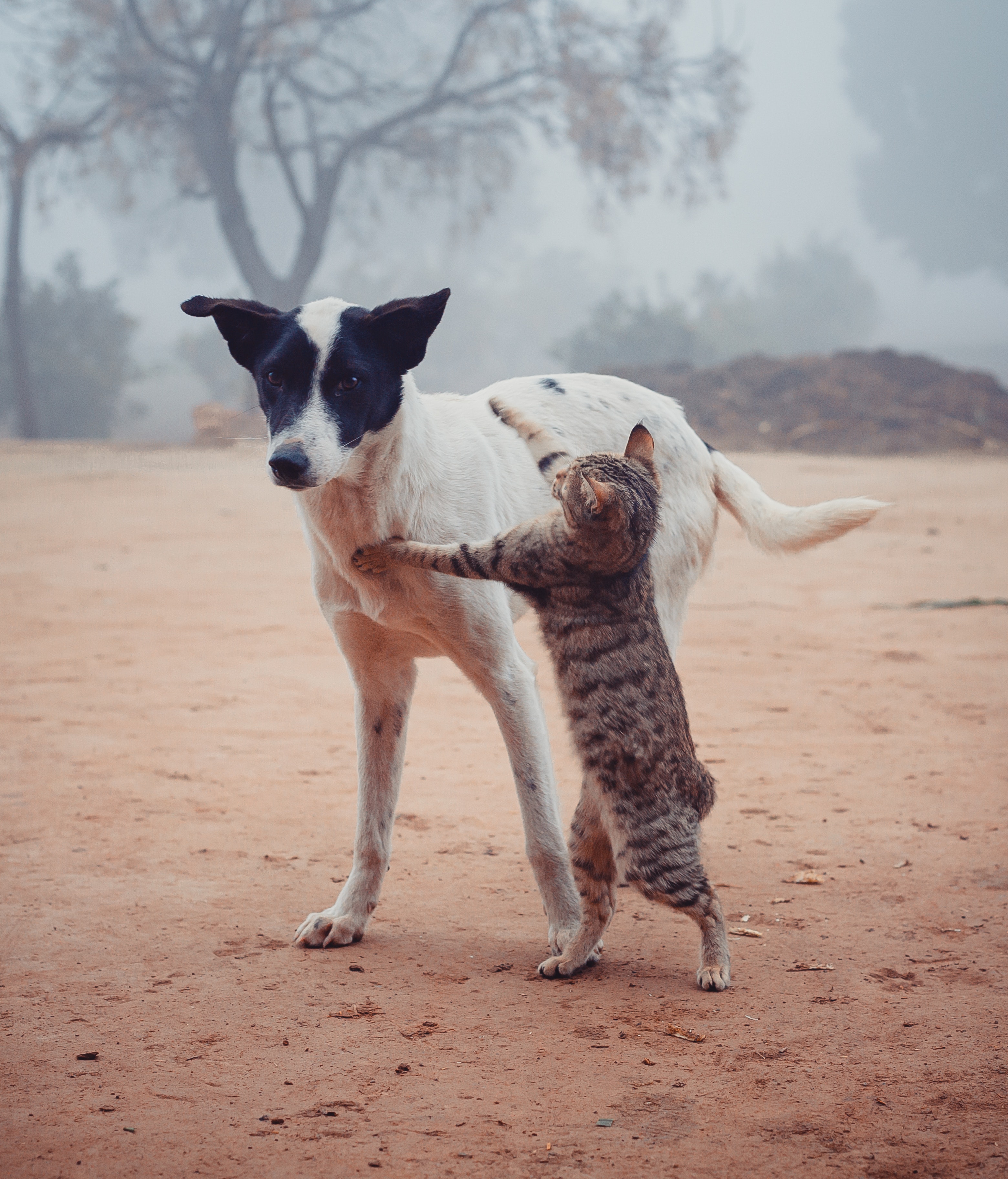 Dog And Cat Photo, Download The BEST Free Dog And Cat & HD Image