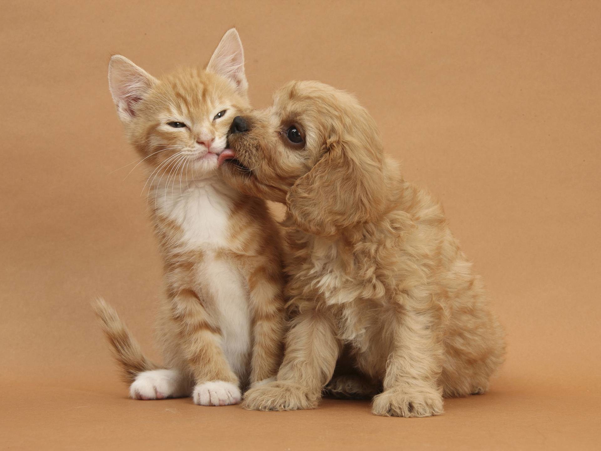 Cute dog and cat