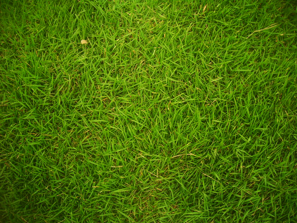 Free download 50 Free Grass Texture Showcase Green and Dried Grass Background [1024x768] for your Desktop, Mobile & Tablet. Explore Grass Texture Wallpaper. Texture Wallpaper, HD Texture Wallpaper, Apple Grass Wallpaper