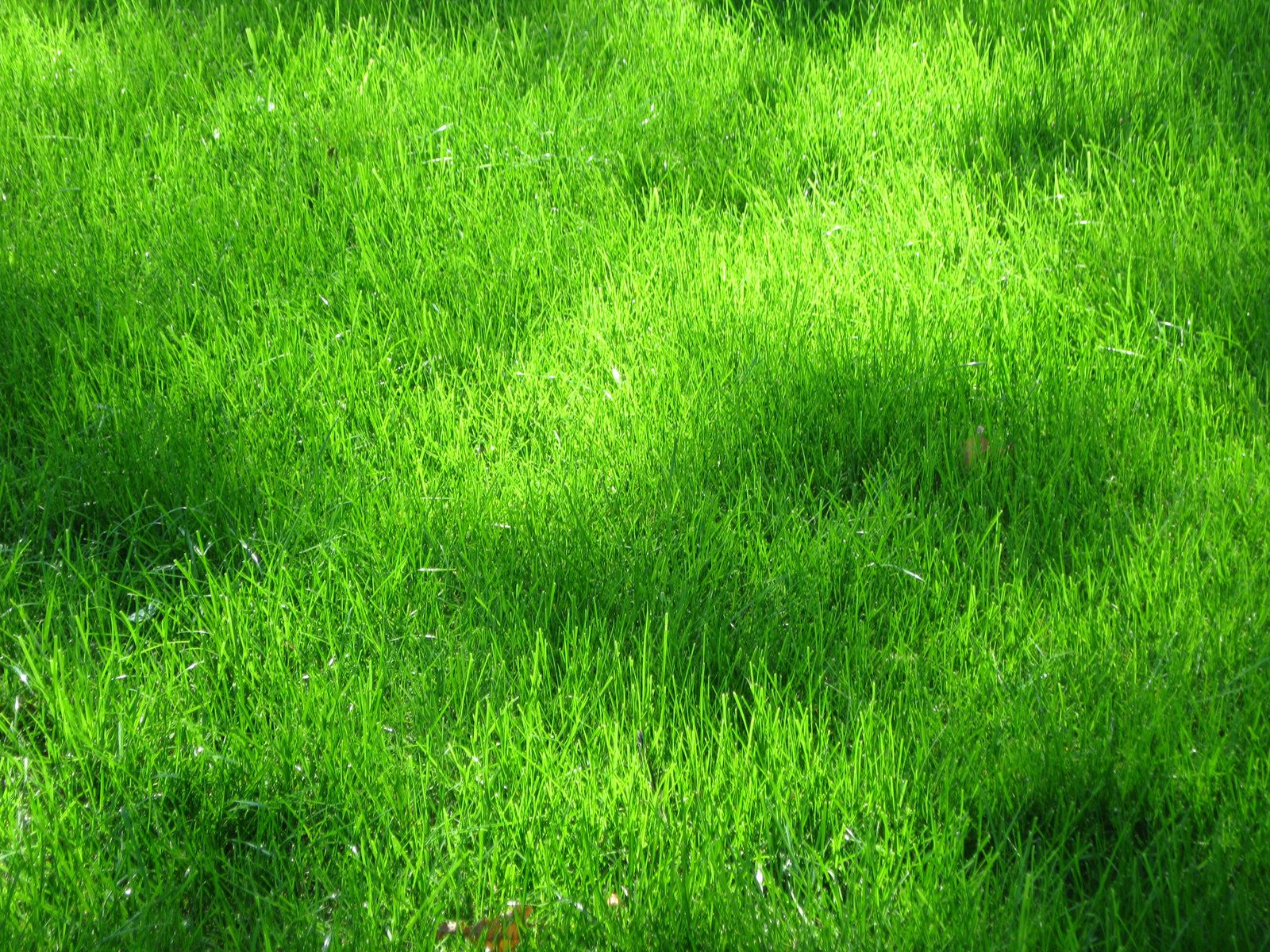 Download texture: green grass texture, texture download photo. Zwänge, Gedanke, Zwangsstörungen