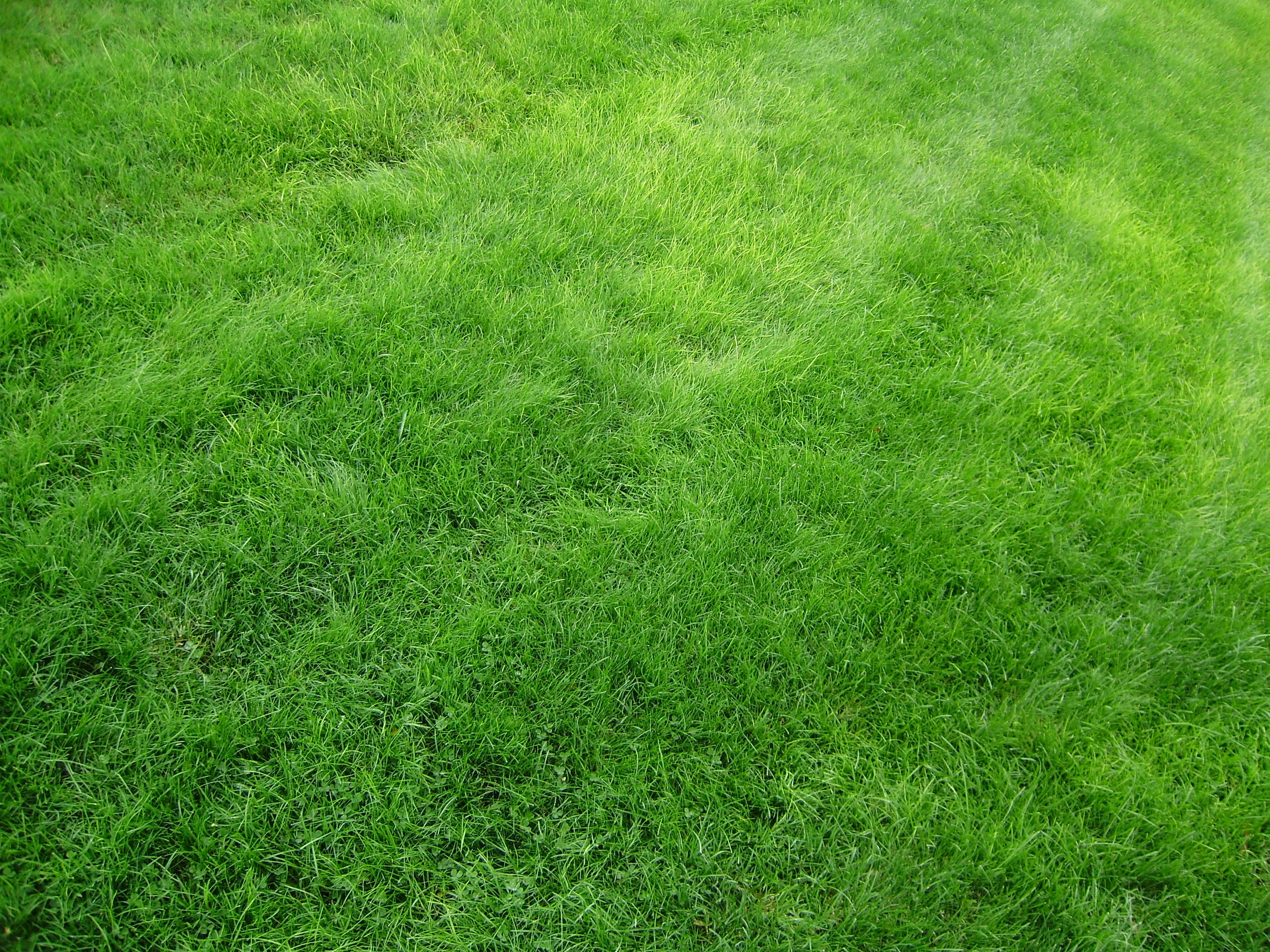 Texture, Grass, Field, Green Gallery HD Wallpaper