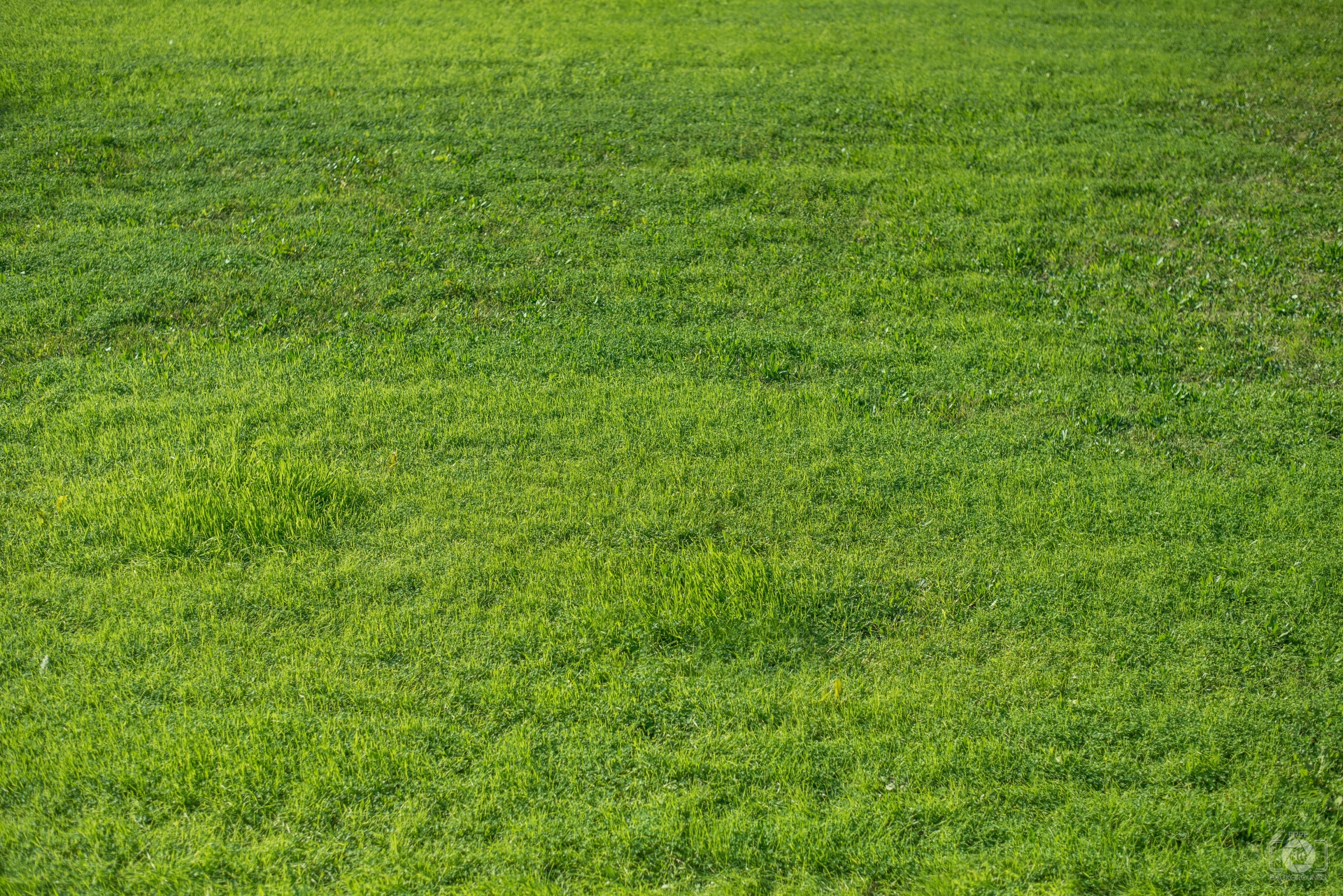 Free photo: Grass Texture, Green, Gritty
