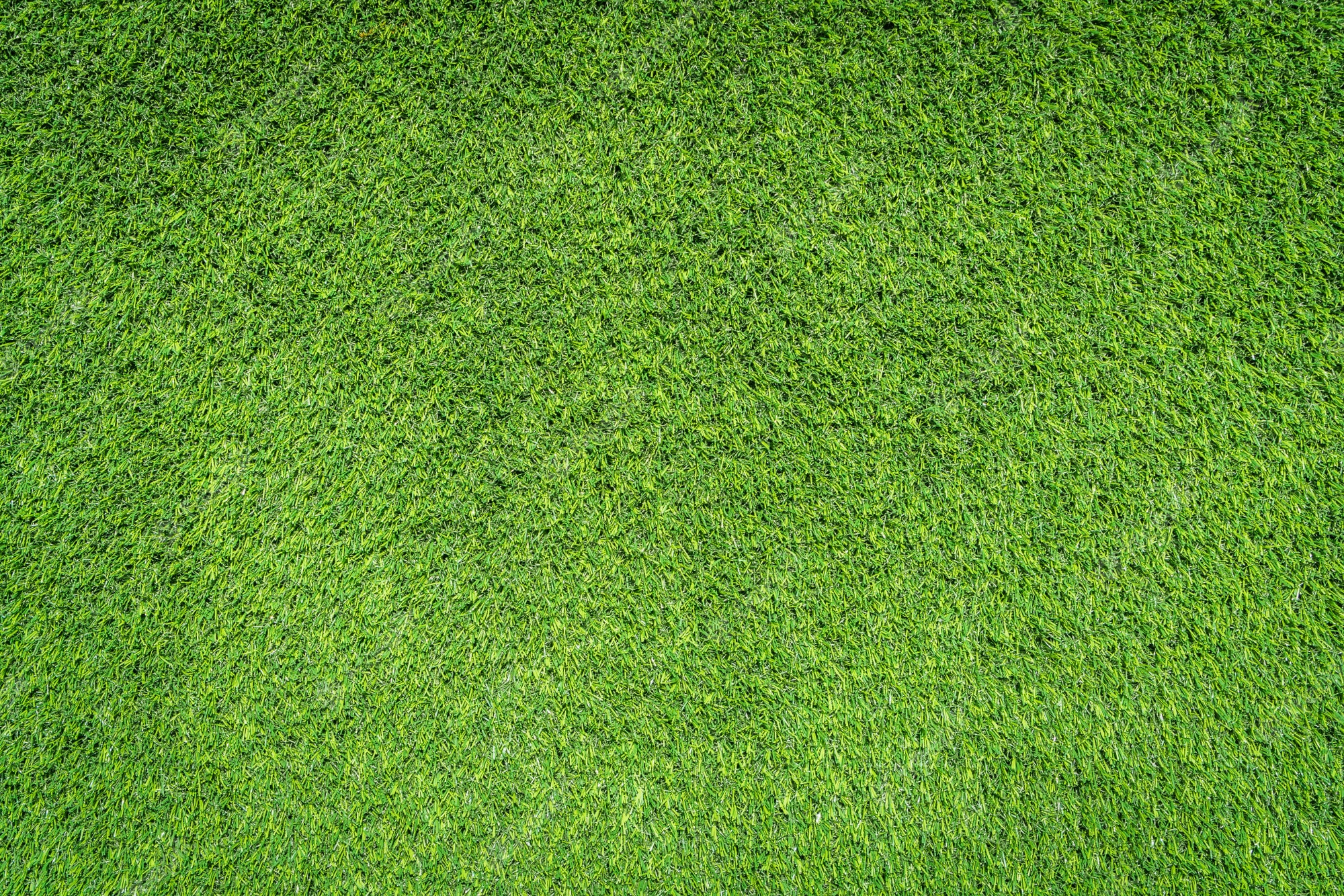 Grass Texture Image