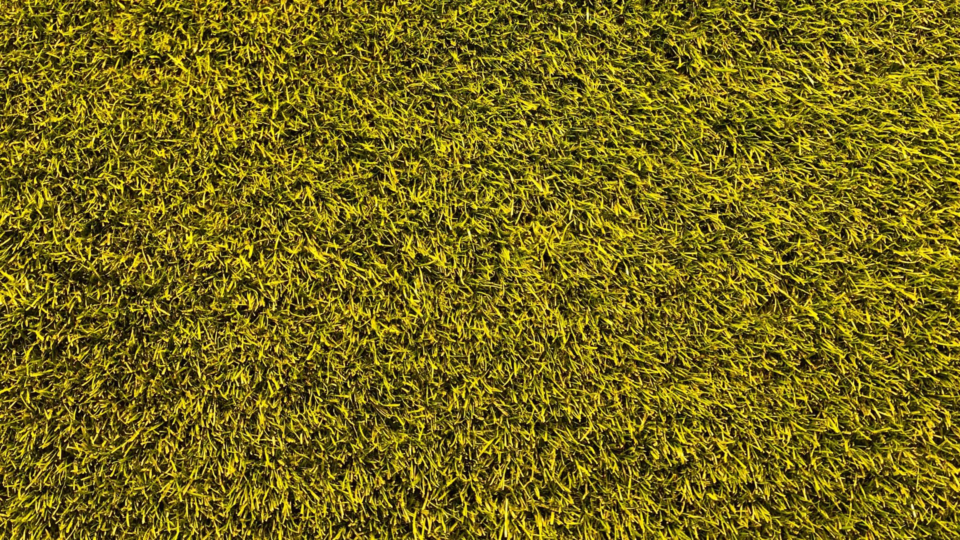 Download wallpaper 1920x1080 lawn, grass, texture, green full hd, hdtv, fhd, 1080p HD background