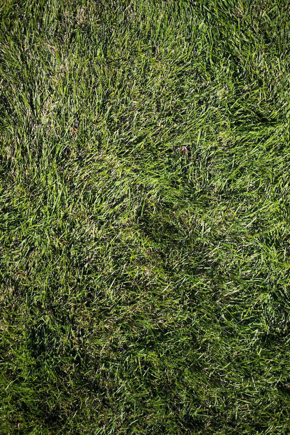 a close up of a green grass texture photo