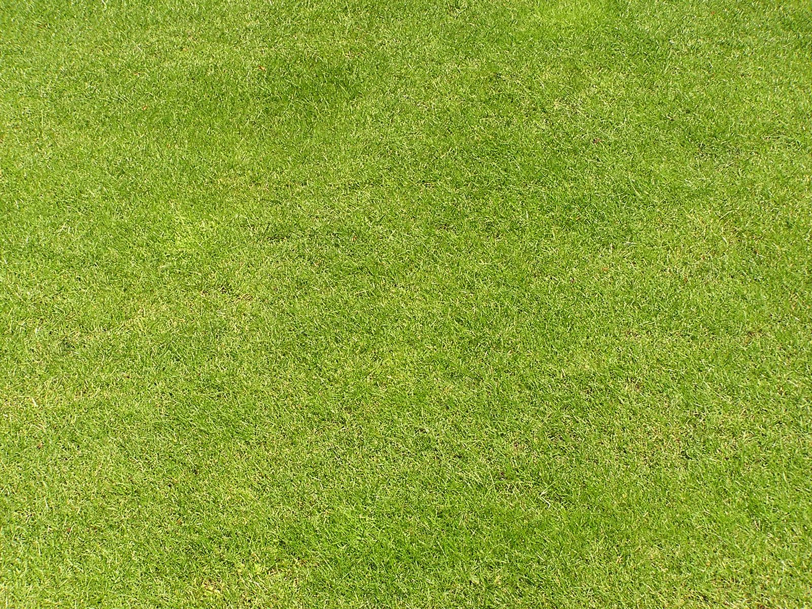 Grass texture Free Photo Download