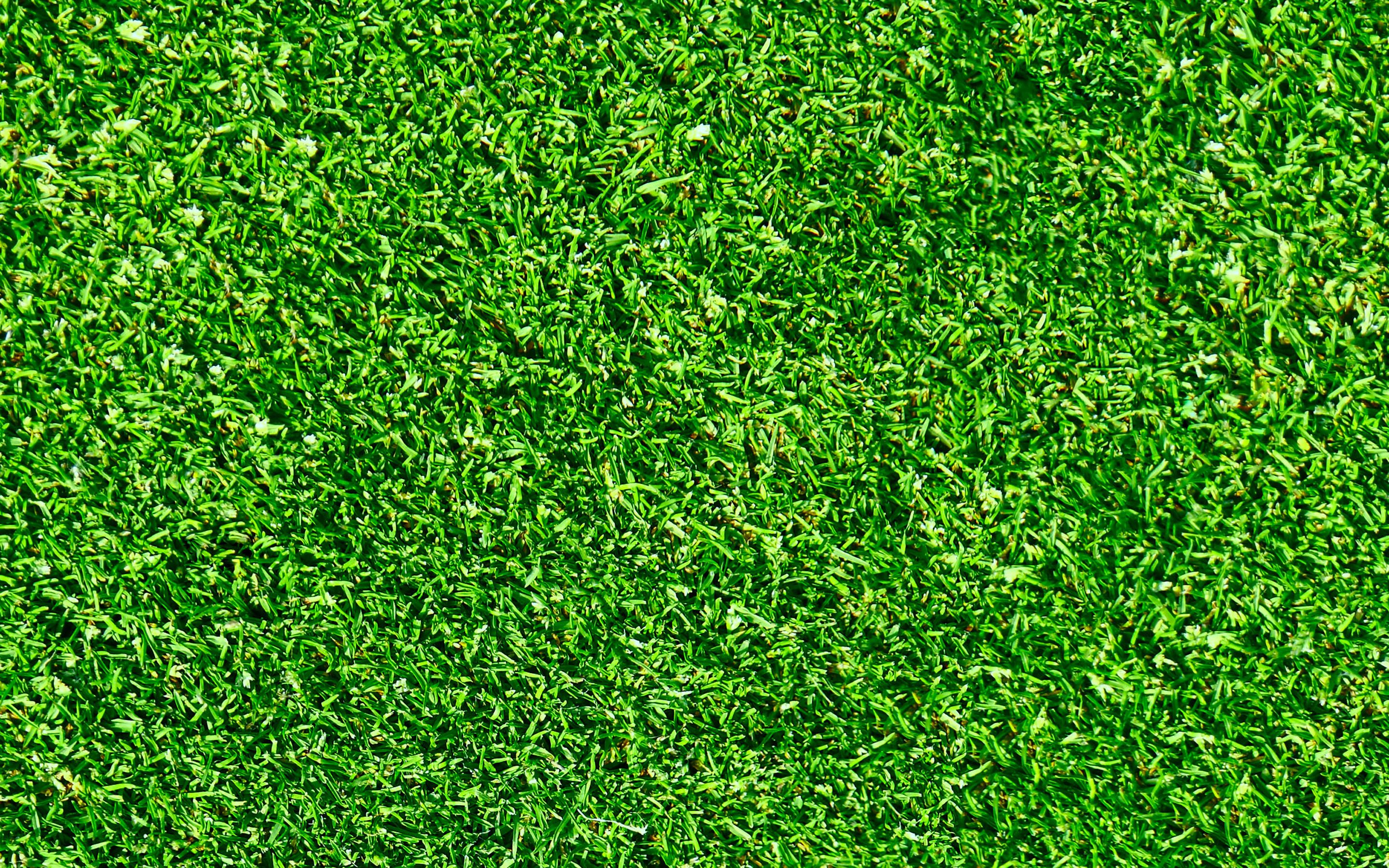 Download wallpaper green grass texture, green grass, beautiful grass, green grass background, natural textures for desktop with resolution 2880x1800. High Quality HD picture wallpaper