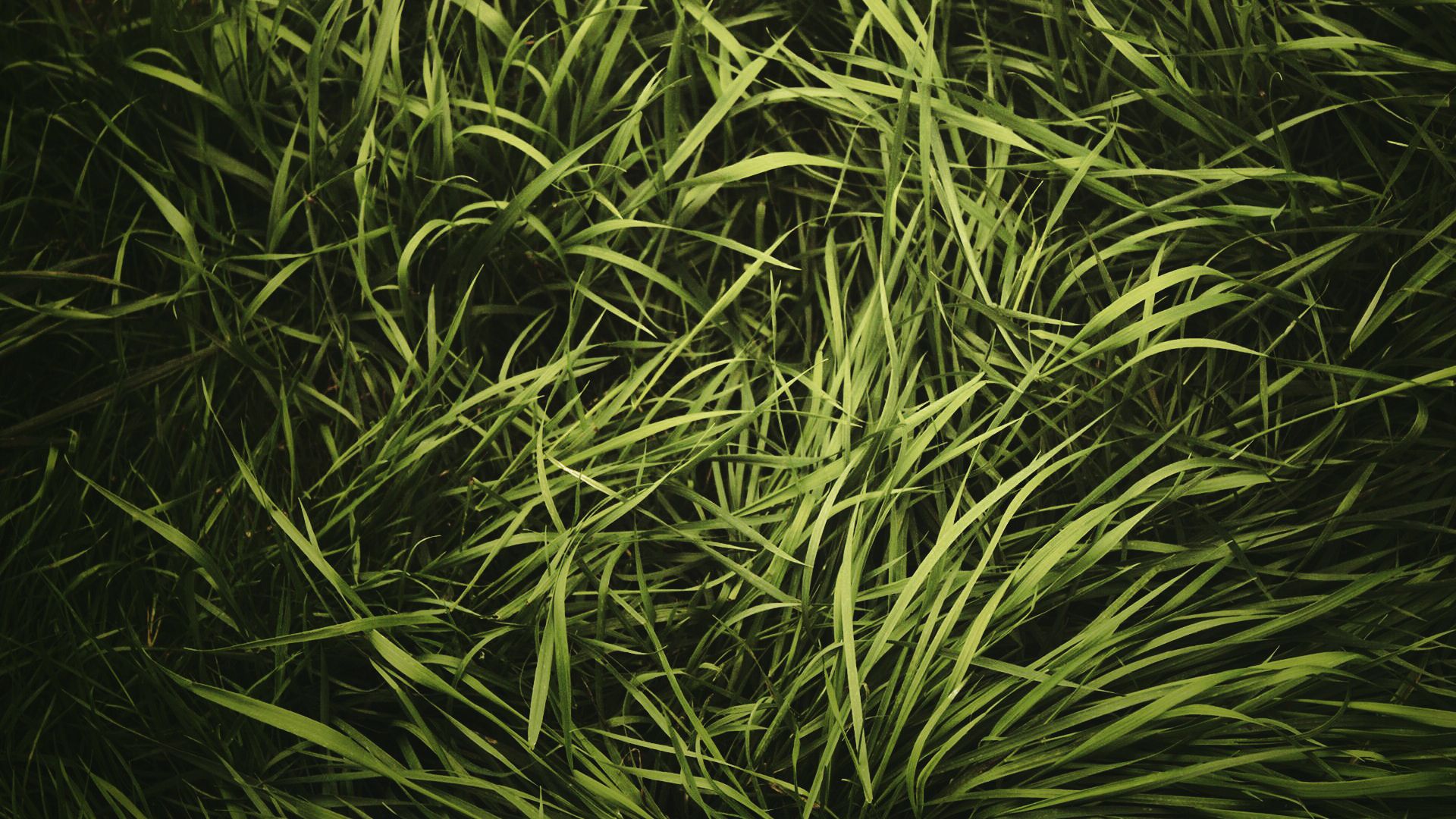 Desktop Wallpaper Green Grass Texture, HD Image, Picture, Background, Cbm271