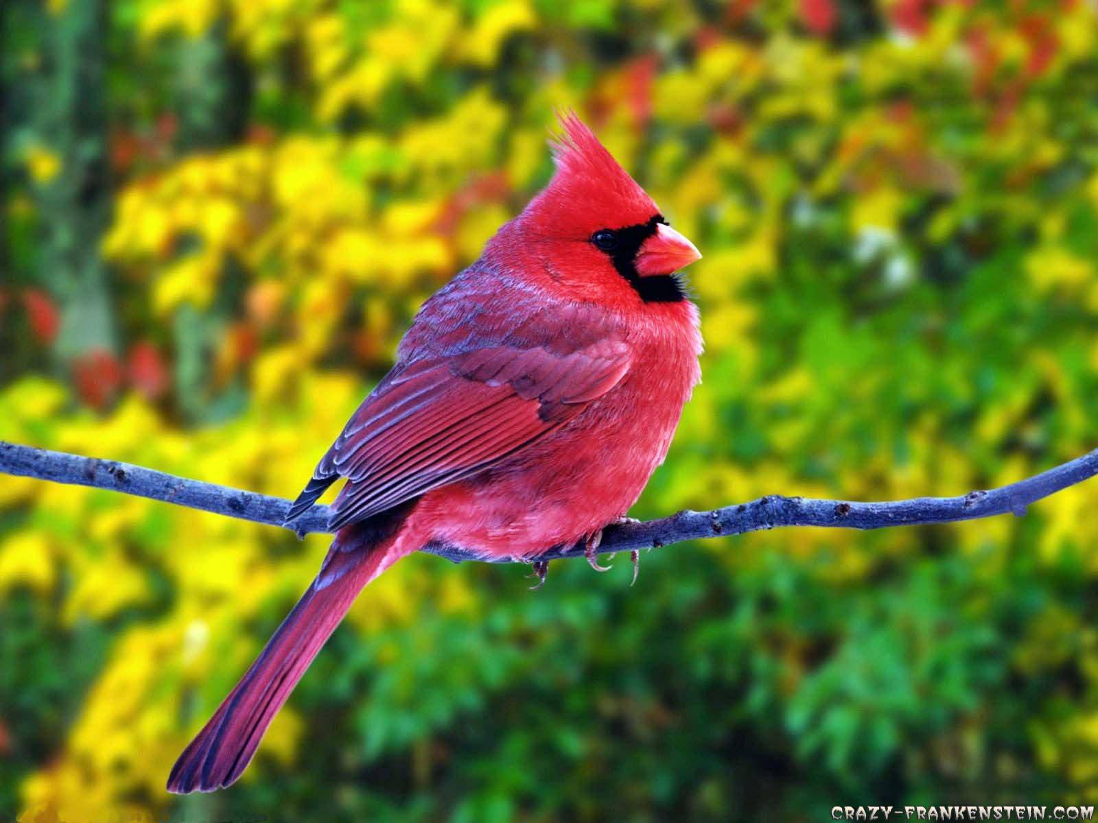 Free download Summer Fat Red Cardinal Beautiful Birds Wallpaper [1600x1200] for your Desktop, Mobile & Tablet. Explore Summer Birds Wallpaper. Birds Desktop Wallpaper, Lovely Birds Wallpaper, Love Birds Wallpaper
