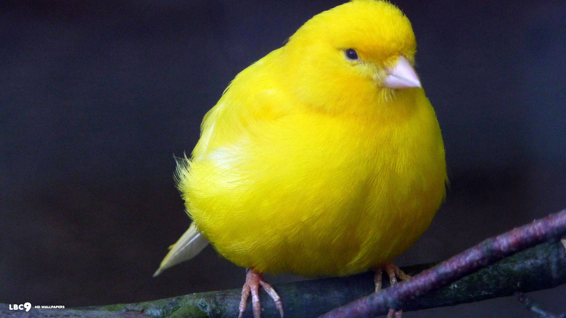 Download Fat Yellow Canary Bird Wallpaper