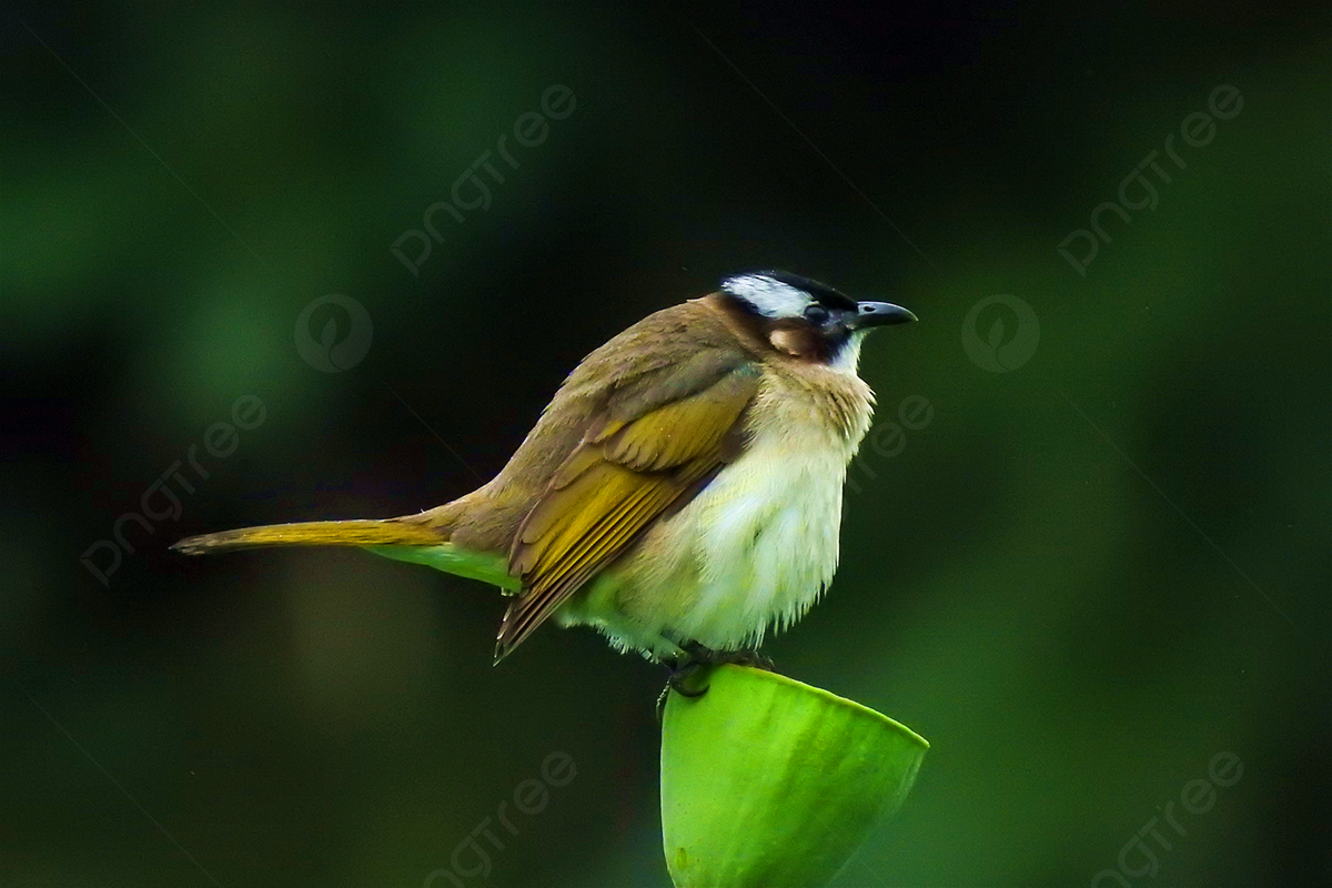 Fat Bird Wallpapers - Wallpaper Cave