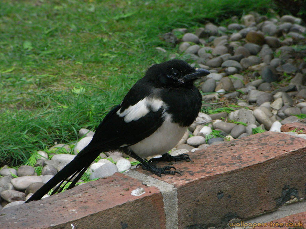 Fat Magpie