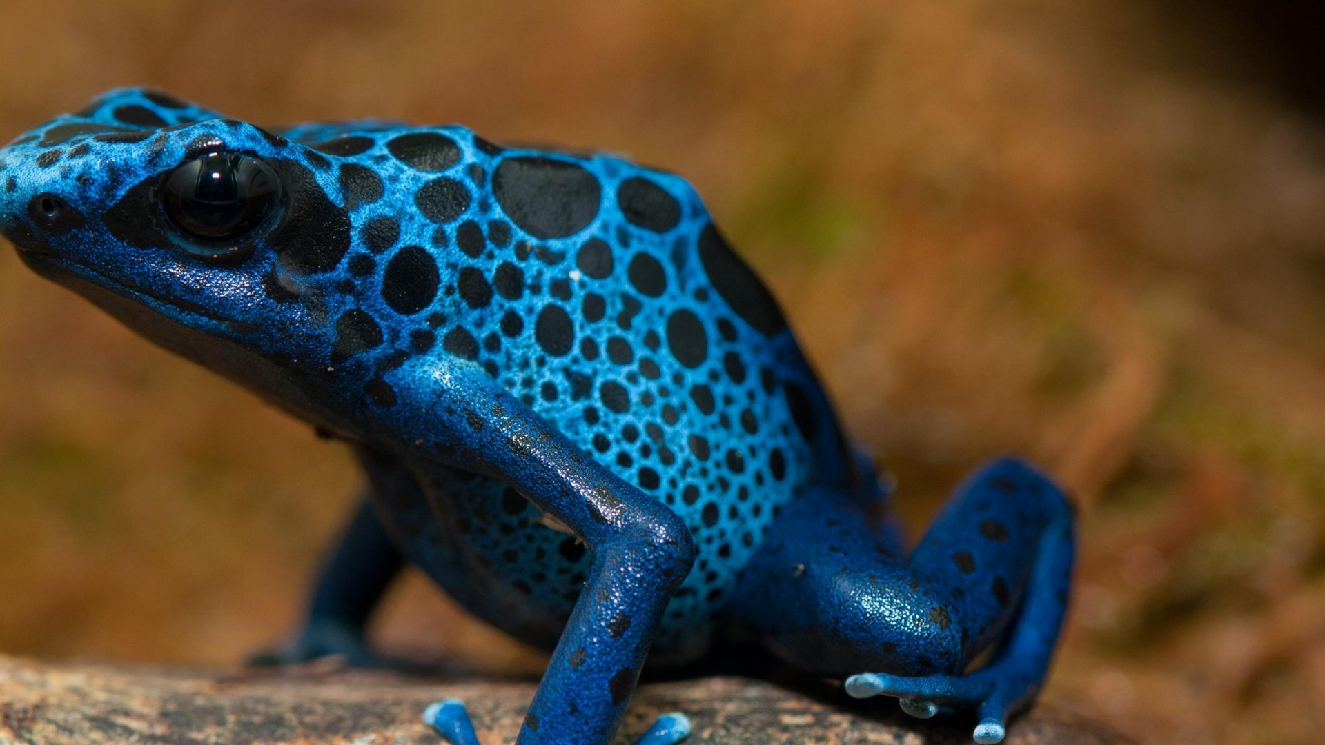 Blue Frog Wallpapers - Wallpaper Cave