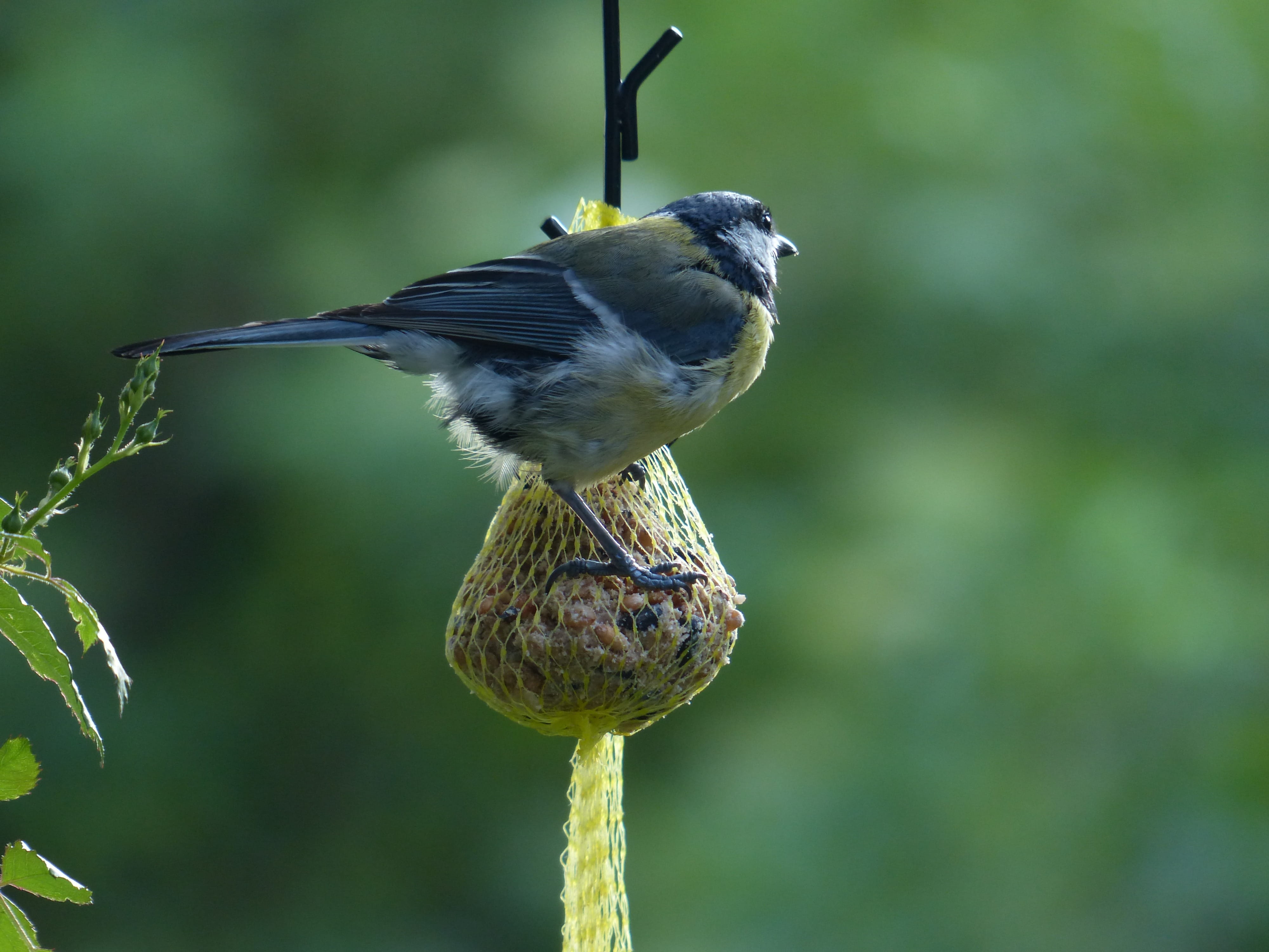 Wallpaper / beauty in nature, great tit, fat, parus caeruleus, bluetit, Winter, Fat Balls, Feed, animals in the wild, lining ball, Bird Seed, feed dumplings, animal free download