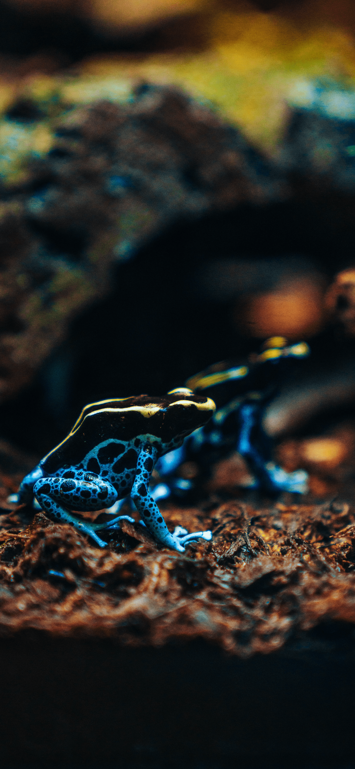 Blue Frog Wallpapers - Wallpaper Cave