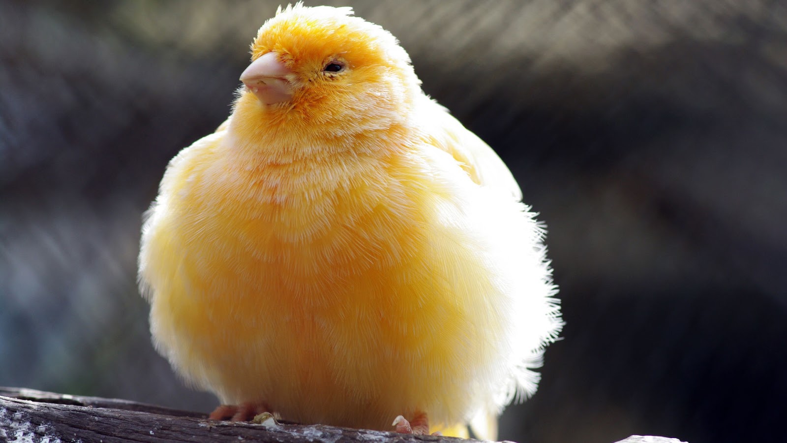Well behaved women rarely make history: The chubby canary in a feminist mine