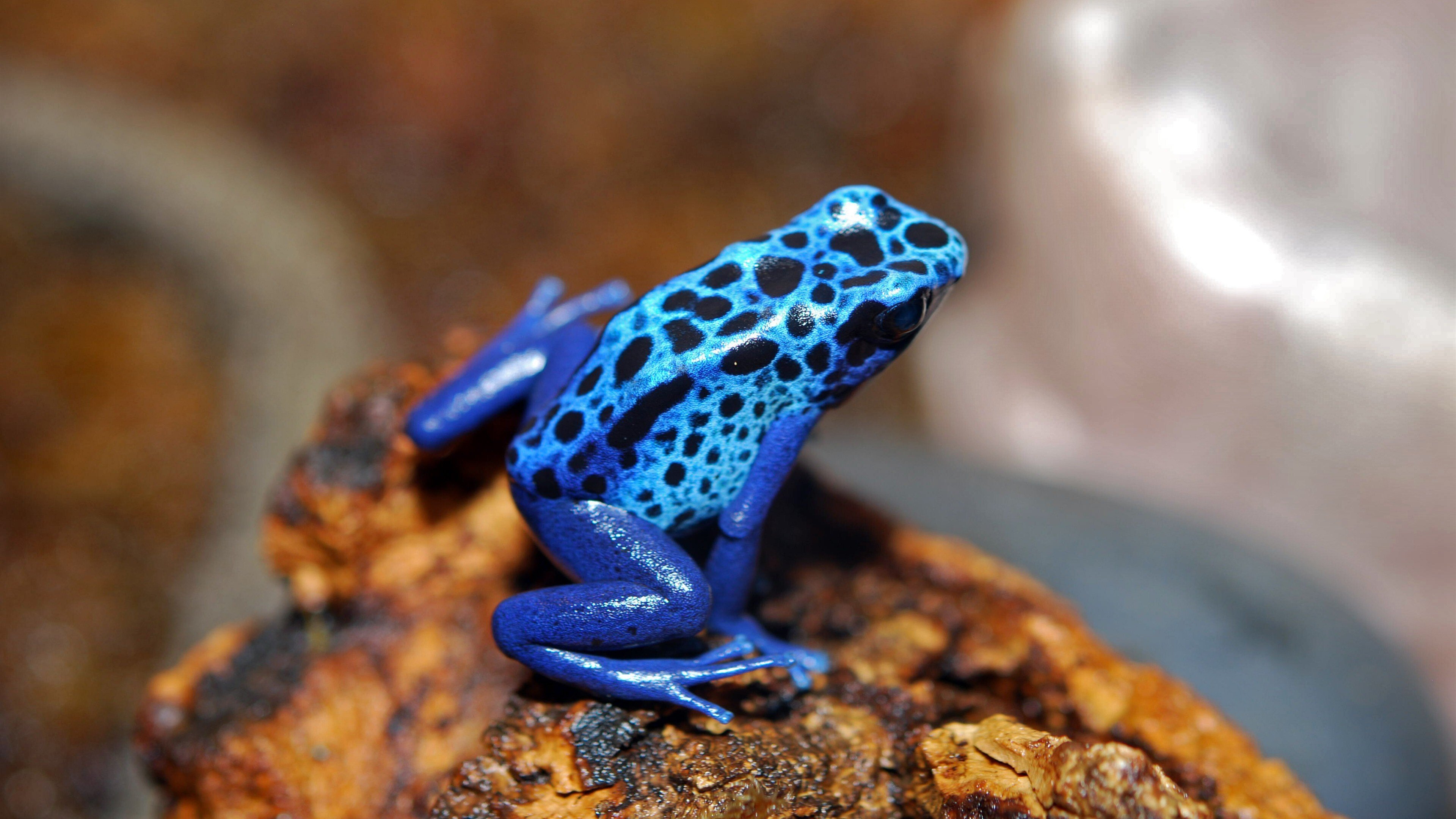 Blue Frog Wallpapers - Wallpaper Cave