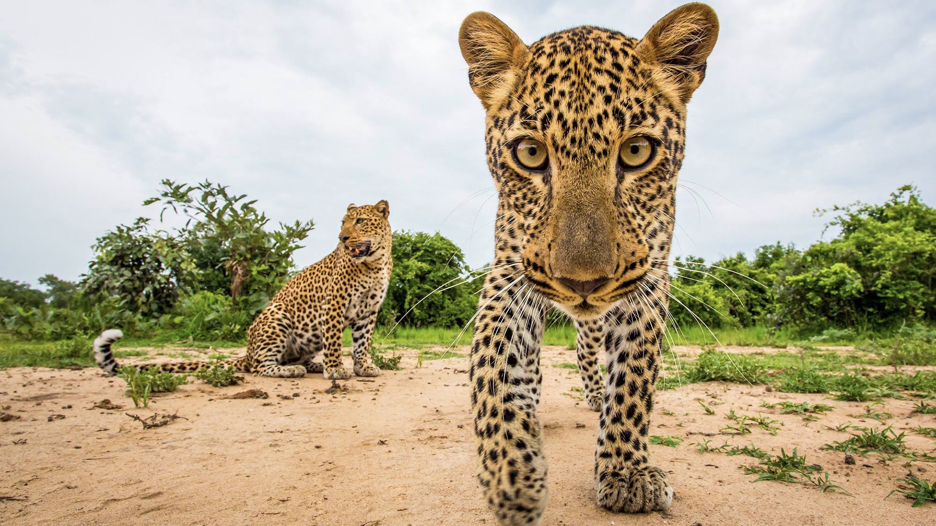 wildlife photo that show how beautiful the animal kingdom is