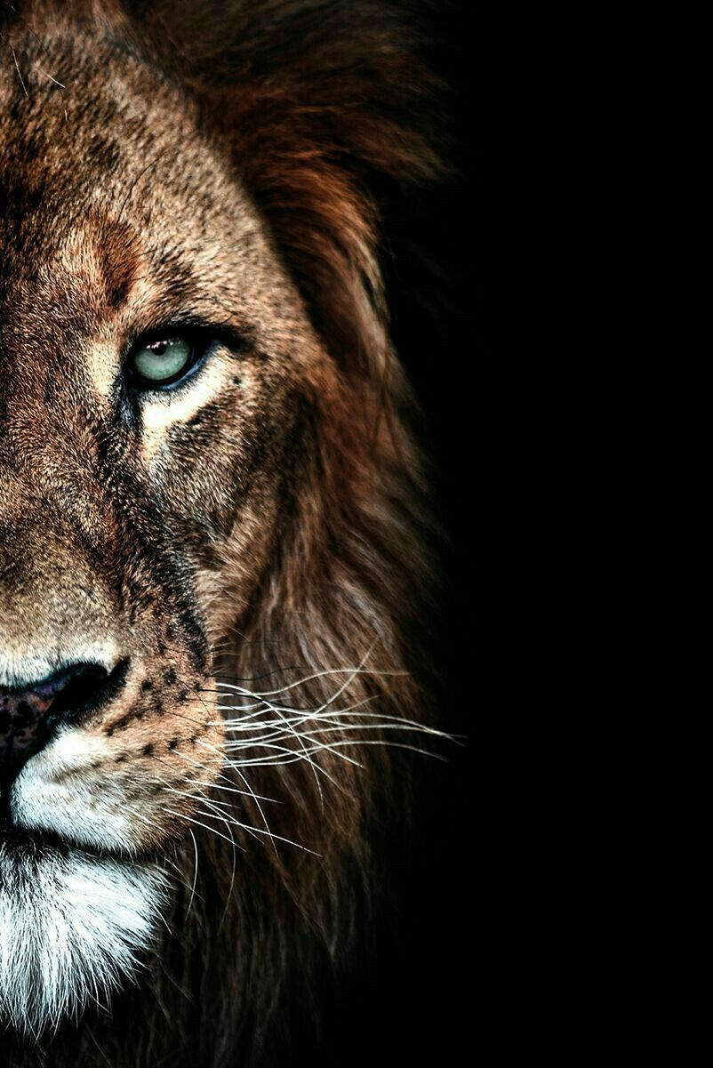 WILD ANIMAL WALLPAPERS. Lion photography, Wild animal wallpaper, Lion and lioness