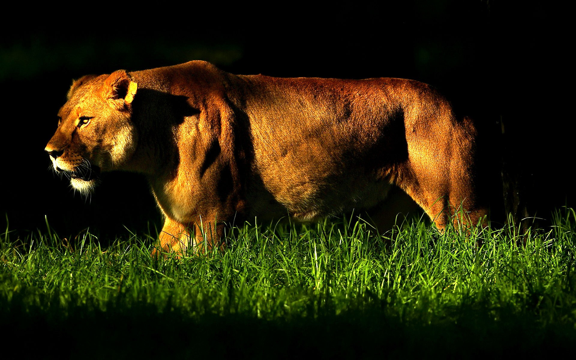 animals, Grass, Sunlight, Lions, Wild, Animals Wallpaper HD / Desktop and Mobile Background