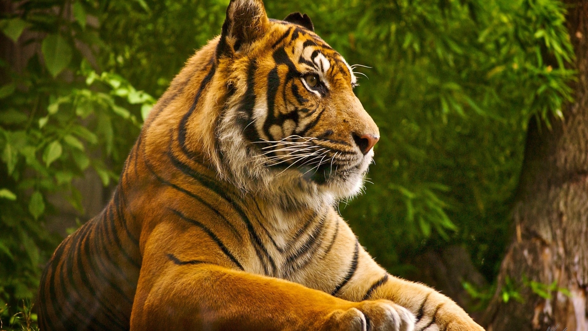 tiger, cat, animals, wild Gallery HD Wallpaper