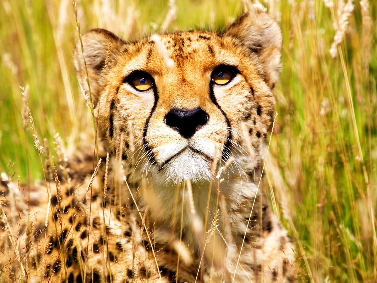Cheetah, Wildlife, Animals background. Download Best Free photo