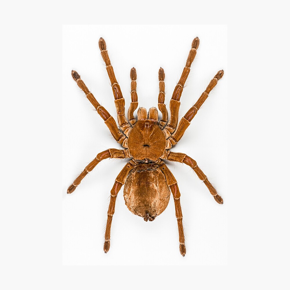 Goliath Birdeater Wallpapers - Wallpaper Cave