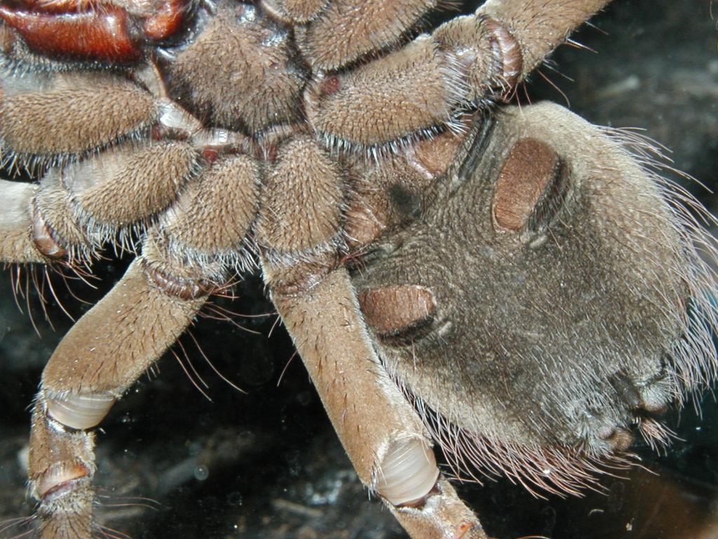 Goliath Birdeater Wallpapers - Wallpaper Cave