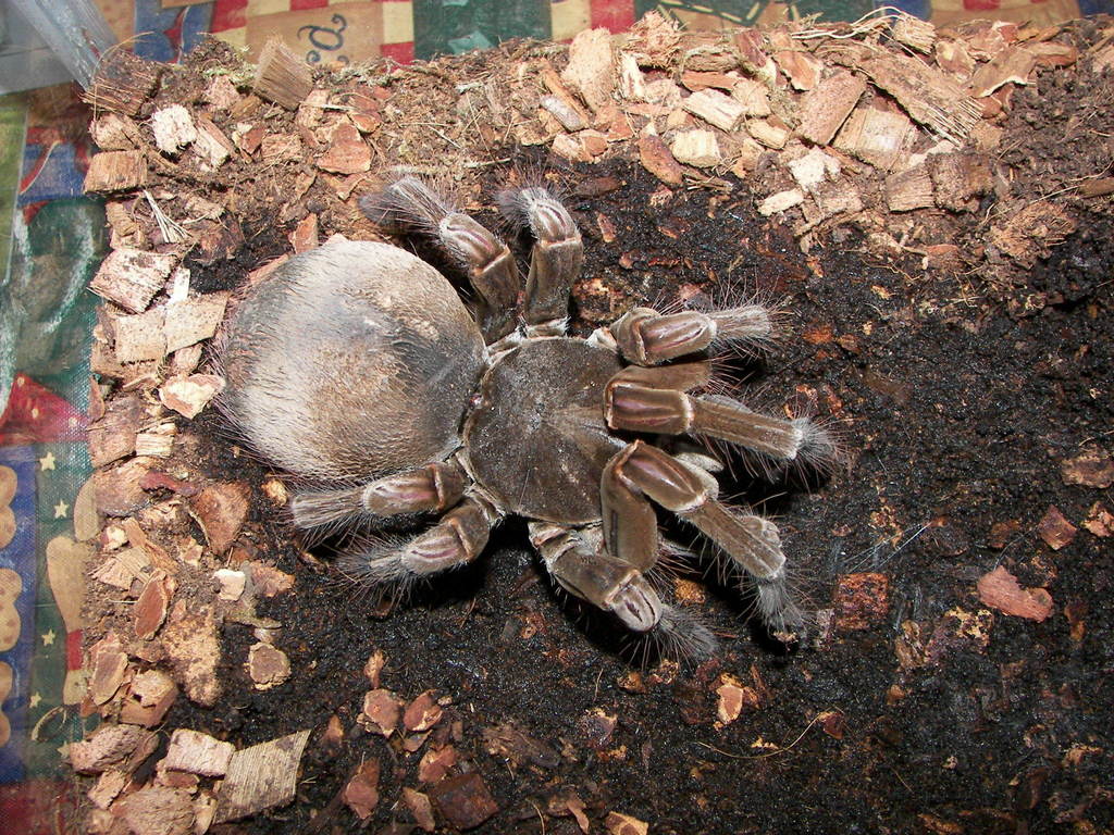Goliath Birdeater Wallpapers - Wallpaper Cave