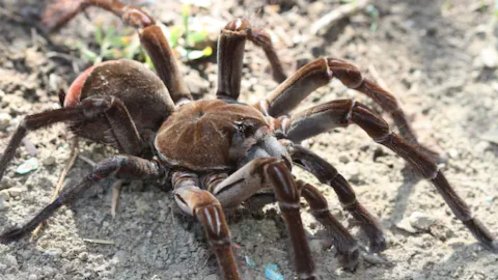 Goliath Birdeater Wallpapers - Wallpaper Cave