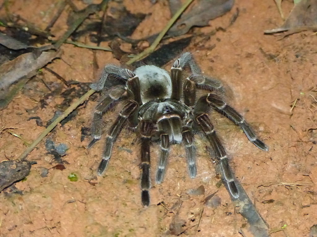 Goliath Birdeater Wallpapers - Wallpaper Cave