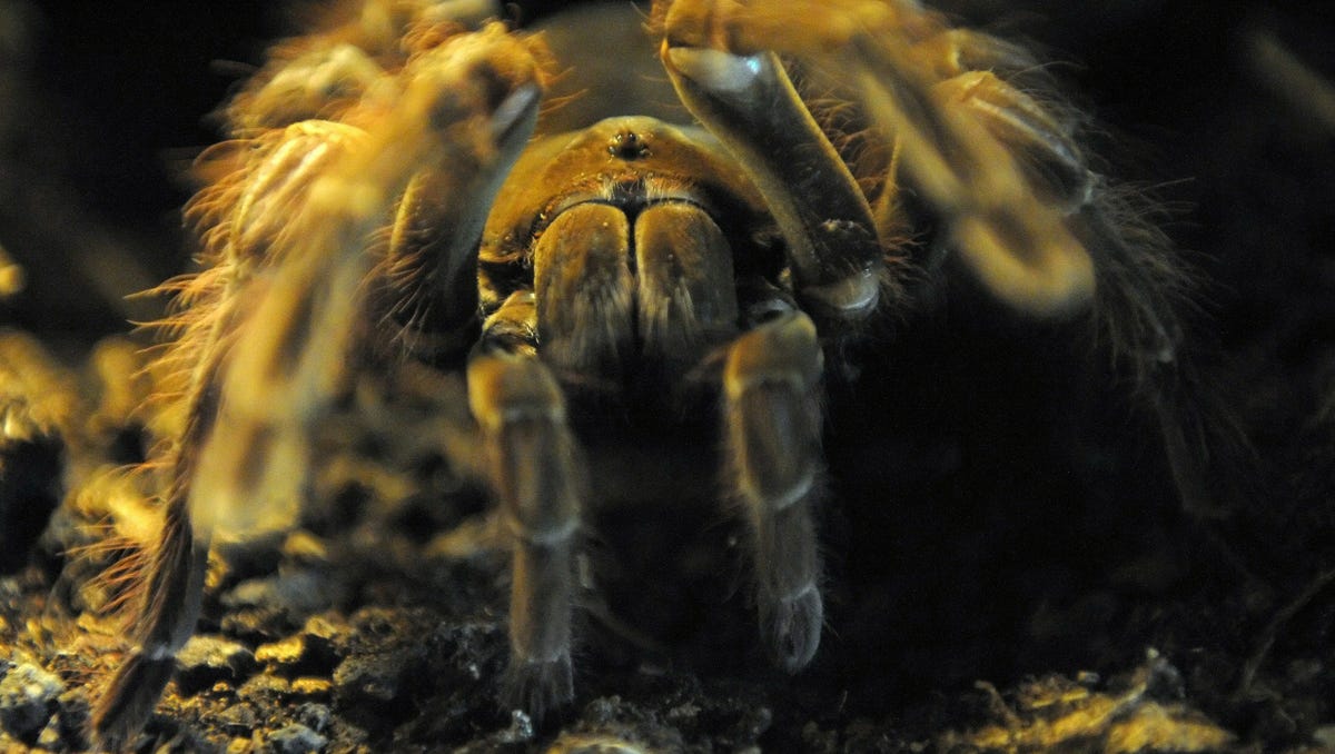Goliath Birdeater Wallpapers - Wallpaper Cave